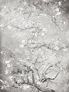 Almond blossom black and white van Evavisser thumbnail
