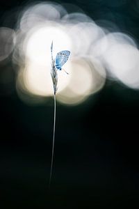 Un papillon au soleil couchant