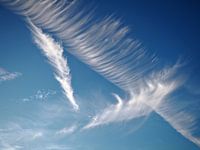 Wings in the sky