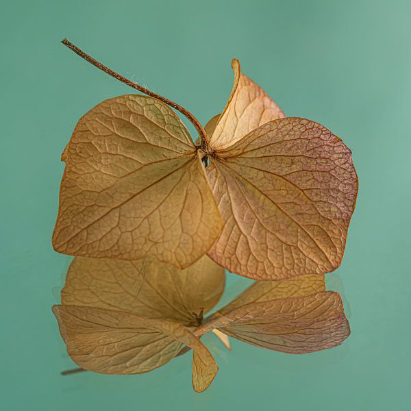 The dancing hydrangea petal with turquoise - petrol background by Marjolijn van den Berg