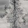 Mysterious tree in black and white by Bep van Pelt- Verkuil