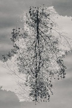 Mysteriöser Baum in schwarz-weiß