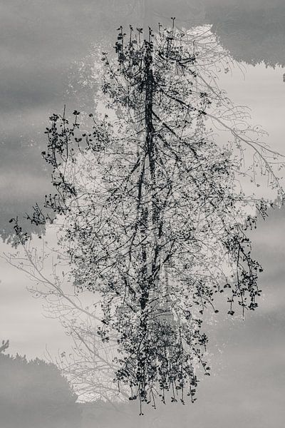 Mysteriöser Baum in schwarz-weiß von Bep van Pelt- Verkuil
