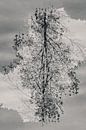 Mysteriöser Baum in schwarz-weiß von Bep van Pelt- Verkuil Miniaturansicht