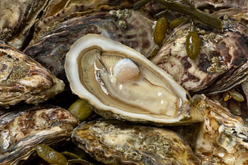 Verse rauwe levende Japanse oesters