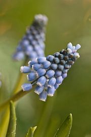 Muscari, raisin bleu avec bokeh