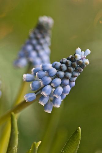 Muscari, blue grape with bokeh
