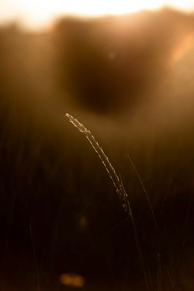 Gras in zonlicht tijdens zonsondergang | landelijke kunst | natuurfoto van Karijn | Fine art Natuur en Reis Fotografie