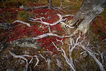 Herfstkleuren in Lapland van Karin de Jonge