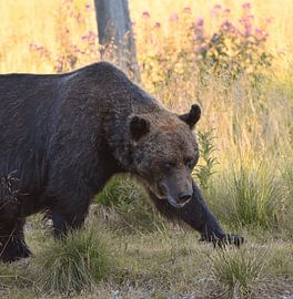 Watchful European Brown Bear by Maarten van der Weide