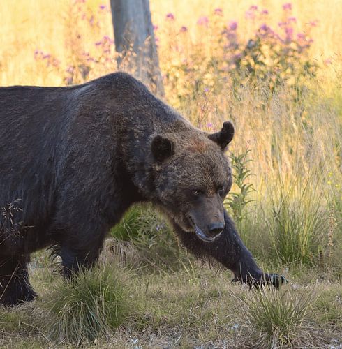 Wachsamer europäischer Braunbär