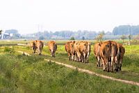 Runaway cows