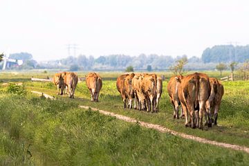 Weglopende koeien van Apple Brenner