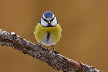 Blue tit in the garden.  by Francis Dost