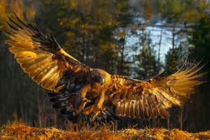 Steinadler (Aquila chrysaetos), Steinadler, Schweden.