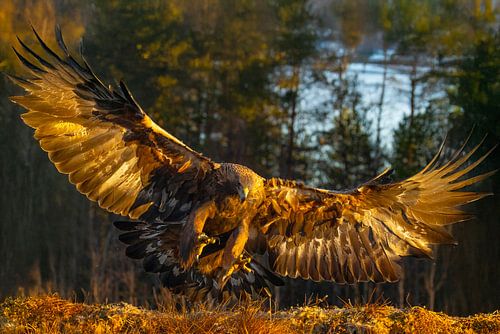 Aigle royal (Aquila chrysaetos), Aigle royal, Suède. sur Gert Hilbink