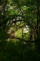 Light through trees
