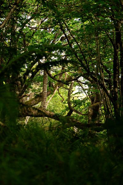 Licht door bomen van Skyler Muller