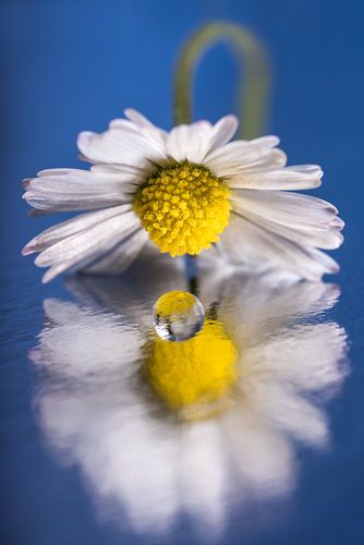 Marguerite se penchant sur une goutte