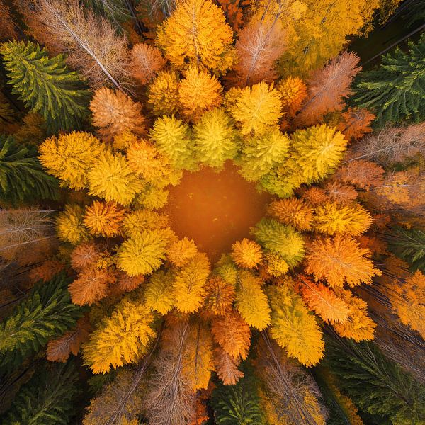 Der Wald im Herbst von Andreas Magnusson
