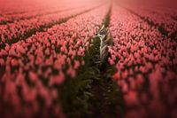 Spring blush