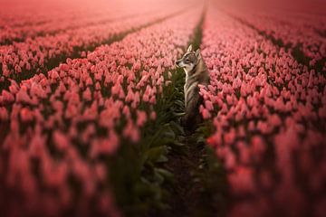 Spring blush van Nanuq Dog Photography