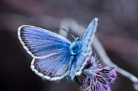 Ein Heidekrautblau (Schmetterling) von Jouke Wijnstra Fotografie Miniaturansicht