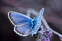 A Heather Blue (butterfly)