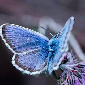 A Heather Blue (butterfly) by Jouke Wijnstra Fotografie