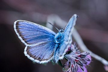 Een Heideblauwtje (vlinder)