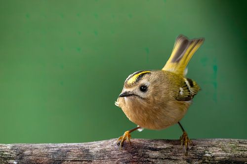 Goudhaan van Rando Kromkamp Natuurfotograaf