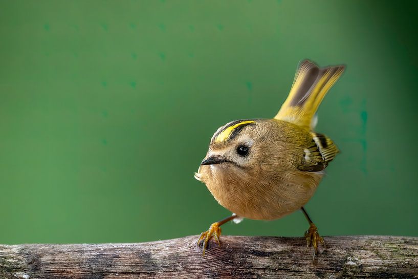 Goldhähnchen von Rando Kromkamp Natuurfotograaf