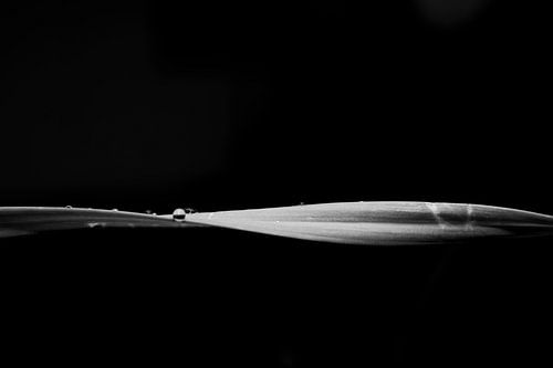 Elegantie in de natuur