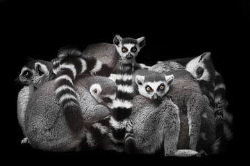 Beaucoup de lémuriens félins se sont rassemblés en tas (groupe) pour une nuit de sommeil, regard agi sur Michael Semenov