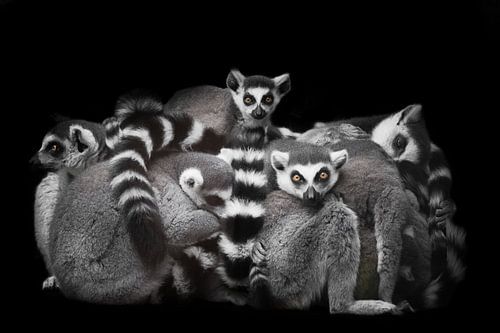A lot cat lemurs gathered in a heap (group) for a night's sleep, restless glance of burning eyes of 