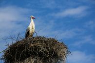 Storch wartet auf dem Nest von Fotografie Jeronimo Miniaturansicht