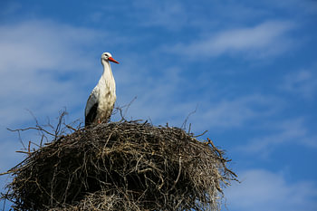 Storch wartet auf dem Nest