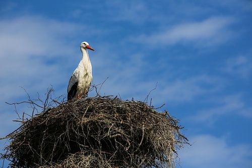 Stork is waiting on her nest