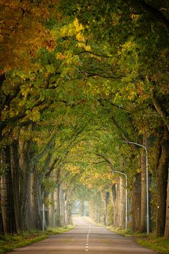 Herbst weg, schöne Allee von Bäumen in Drenthe von KB Design & Photography (Karen Brouwer)