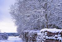 Fresh snow