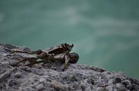 Cool crab