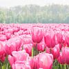 Tulpenzee in roze - Noordoostpolder Nederland van Marjan Schmit Visser
