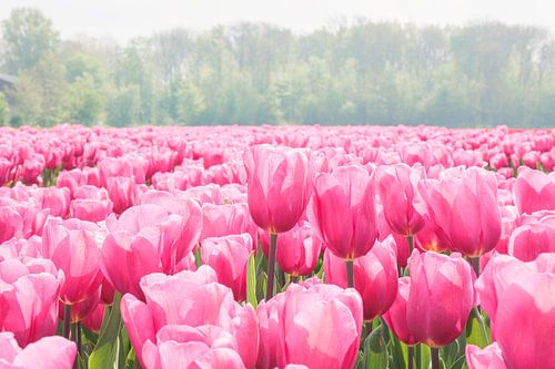 Tulpenzee in roze - Noordoostpolder Nederland