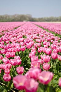 Niederländisches Tulpenfeld ist Lisse von Ricardo Bouman Fotografie