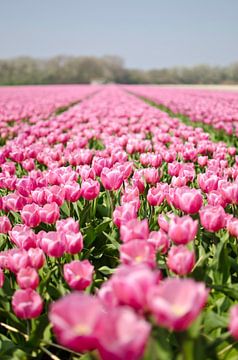 Dutch tulip field is Lisse by Ricardo Bouman
