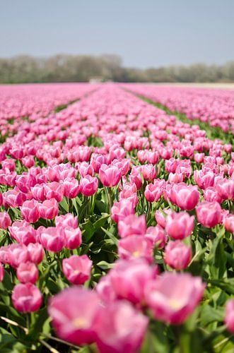 Dutch tulip field is Lisse