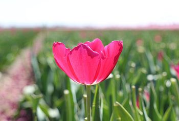 Tulp in groen veld