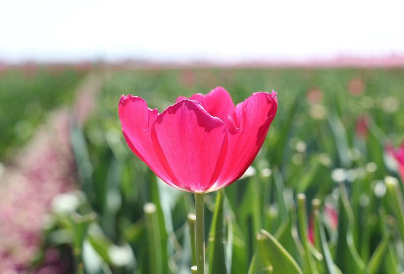 Tulip in green field by Nathalie Villier