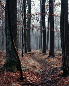 Spaziergang im Wald