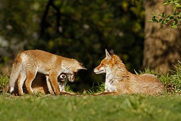 Red Fox by Heiko Lehmann